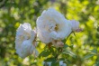DSC_7022_1920