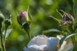 DSC_7023_1920