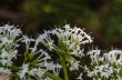 DSC_7500_crop1920