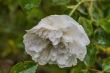DSC_7502_1920