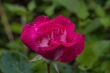 DSC_7503_1920
