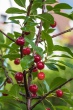 DSC_7507_1920