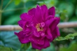 DSC_7515_1920