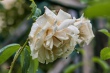 DSC_7518_1920