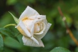 DSC_7519_1920