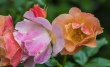 DSC_7520_crop_1920