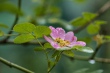 DSC_7523_1920