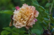 DSC_7530_1920