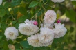 DSC_7540_1920