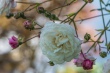 DSC_7541_1920