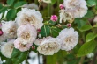DSC_7546_1920