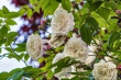 DSC_7549_1920