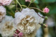 DSC_7560_1920