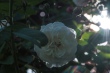 DSC_7564_1920