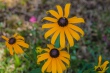 DSC_7574_1920