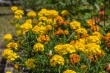 DSC_7583_1920
