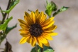 DSC_7590_1920