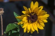 DSC_7592_1920