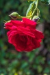 DSC_7595_1920