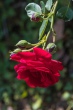 DSC_7596_1920