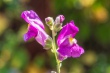 DSC_7598_1920
