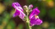DSC_7600_crop_1920