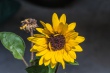 DSC_7608_1920