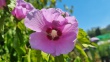 hibiskusbluete2022