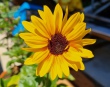 sonnenblume1_1920