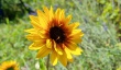 sonnenblume3_1920
