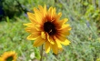 sonnenblume3a_1920