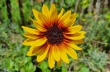 sonnenblume5_1920