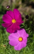 DSC_3216_crop1920