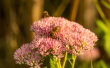 DSC_3254_crop1920