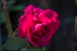 DSC_3293_1920