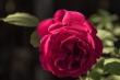 DSC_3354_1920