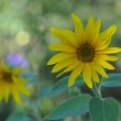 sonnenblumenseptember2018_1920
