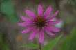 DSC_5650_1920