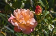 DSC_5685_crop_1920