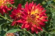 DSC_5686_1920