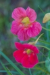 DSC_5694_crop_1920
