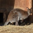 wallaby1024