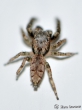 Springspinne