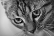 katze_sw