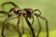 spinne1-1