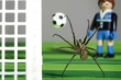 spinne_fusball
