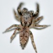 Springspinne