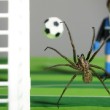 spinne_fusball