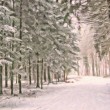 winterforest_1024