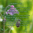 intrinsiclife